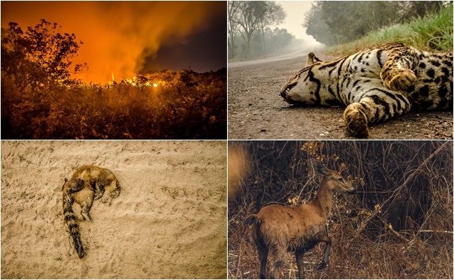 apagar-1 Queimadas no Pantanal: Impactos Profundos na Biodiversidade e no Clima Global